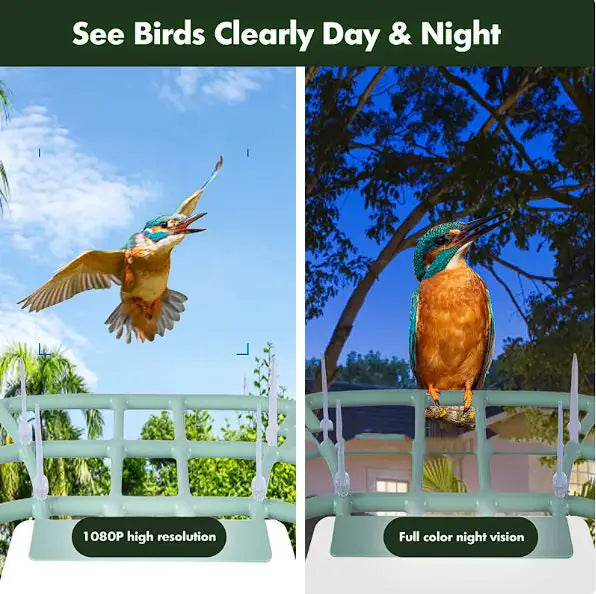 Comedero para pájaros impermeable con energía solar y cámara